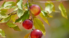 Uma super fruta amazônica pode reverter a doença hepática gordurosa, de acordo com estudo