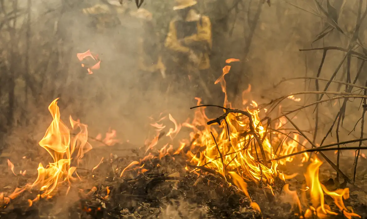 Incêndios florestais: presidente de Comissão no Senado quer aumentar pena para crimes ambientais