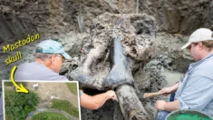 Encontrado crânio de mastodonte de 13.600 anos que pode ter sido morto por homens