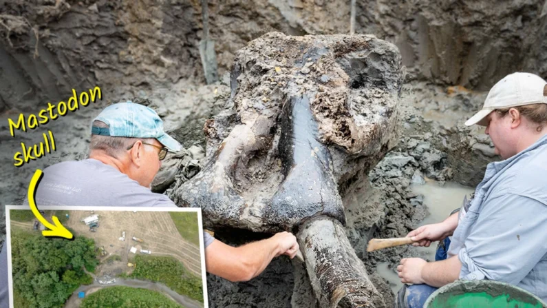 Pesquisadores em Iowa descobrem um crânio de mastodonte no leito de um riacho. Cortesia de Kirk Murray/OSA
