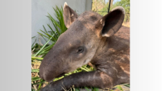 Pele de tilápia ajuda na cicatrização de filhote de anta ferida no pantanal