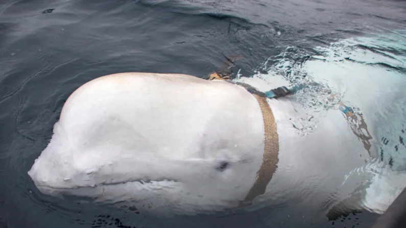 Uma baleia beluga branca usando um arnês é vista na costa do norte da Noruega em 29 de abril de 2019. Jorgen Ree Wiig/Serviço de Vigilância Marítima/Handout/NTB Scanpix via Reuters
