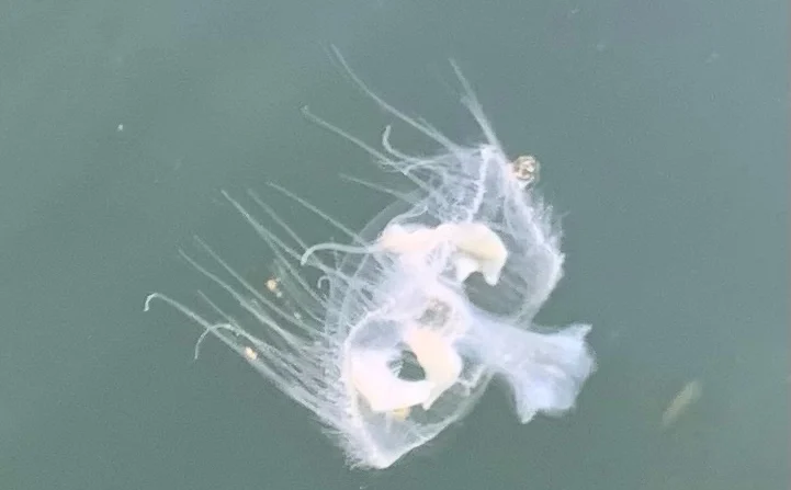 Uma água-viva de flor de pêssego é mostrada em Hotel Lake, B.C., nesta foto de divulgação de setembro de 2022 (The Canadian Press/HO, Tarren Mckay)