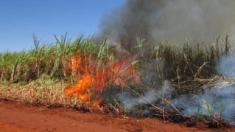 Incêndios em canaviais ameaçam safra de 2025/26 e já causam prejuízos bilionários