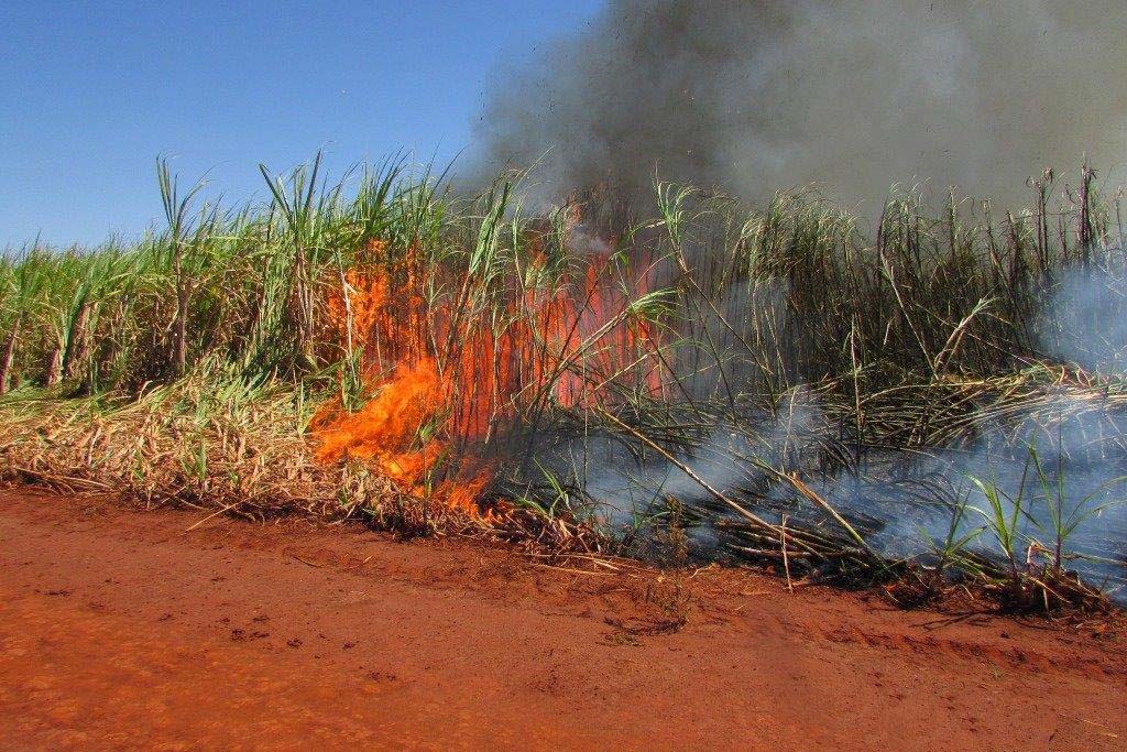 Incêndios em canaviais ameaçam safra de 2025/26 e já causam prejuízos bilionários