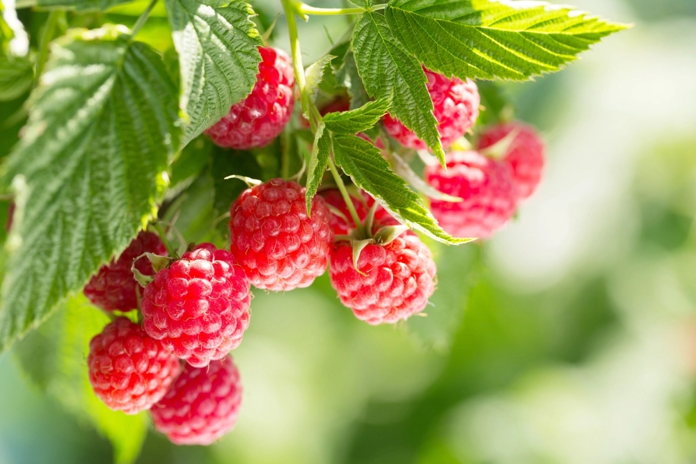 Por que as framboesas são a super fruta para o coração