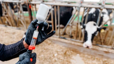 Especialistas avaliam que a gripe H5N1 pode estar se espalhando pelas vacas por meio da ordenha e não pelo ar