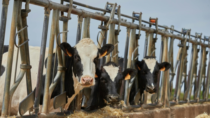 As maiores perdas ocorreram na produção de cana-de-açúcar e pecuária (Foto: Maria Fernanda Perez)