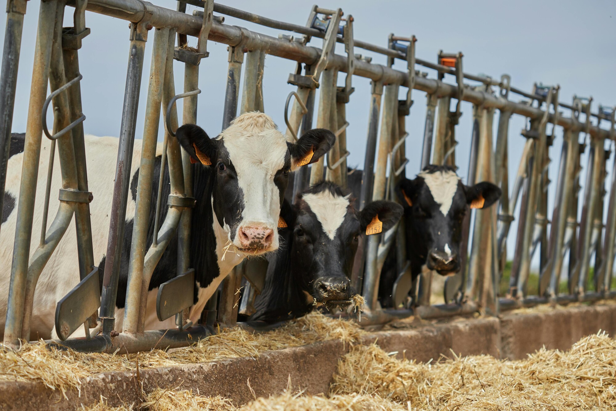 Projeção aponta queda de 3,2% no Valor Bruto da Produção agropecuária em 2024