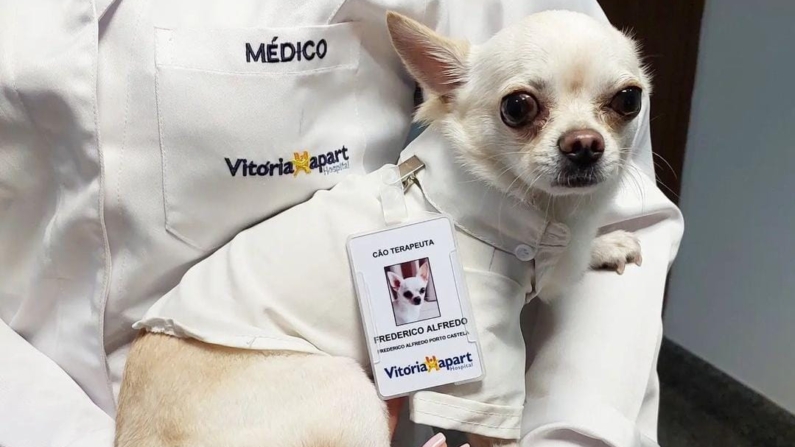 Frederido Alfredo, de 2 anos, é o novo “cão terapeuta” do Vitória Apart Hospital (Foto: Divulgação/Vitória Apart Hospital)