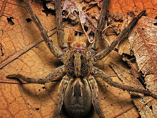  Fêmea de aranha de grama (Lycosa erythrognatha) (Foto:	João P. Burini)