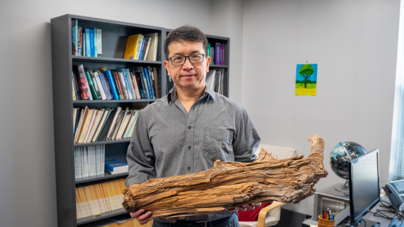 Ning Zeng e outros pesquisadores descobriram esse tronco preservado de 3.775 anos enquanto realizavam um projeto piloto de abóbada de madeira em Quebec, Canadá (Foto: Mark Sherwood)