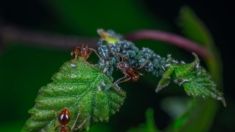 Agricultura das formigas começou após asteroide que extinguiu os dinossauros