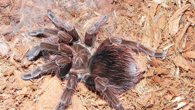 A aranha Vitalius wacketi pertence à família Theraphosidae, a das tarântulas, cuja envergadura pode chegar a 30 cm (Foto: Snakecollector)
