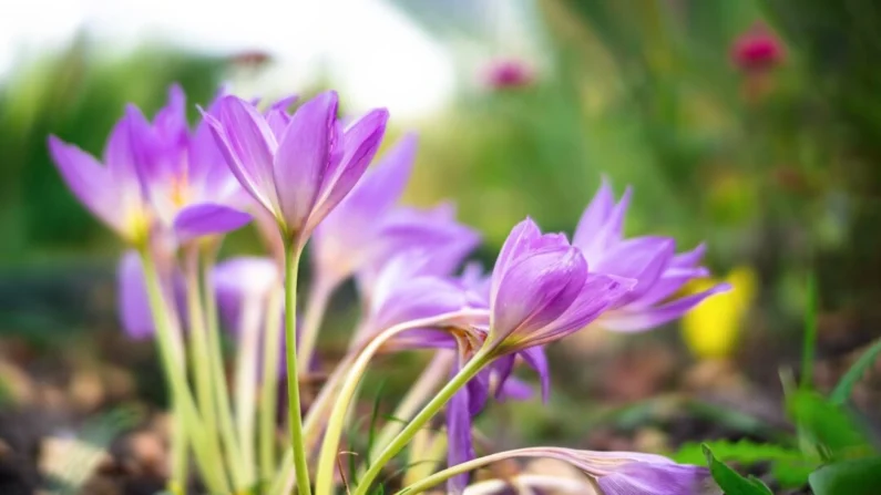 Flores lilases de Colchicum autumnale, também conhecidas como açafrão de outono ou mulheres nuas (Shutterstock)
