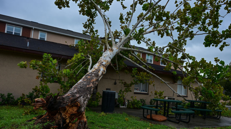 Uma árvore caiu na frente de uma propriedade no centro de Kissimee, Flórida, devido ao furacão Milton, em 10 de outubro de 2024. Pelo menos quatro pessoas foram confirmadas como mortas em decorrência de dois tornados provocados pelo furacão Milton na costa leste do estado americano da Flórida, informaram as autoridades locais na quinta-feira (Foto de GIORGIO VIERA/AFP via Getty Images)