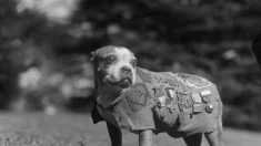 Sargento Stubby: Mascote e cachorro herói