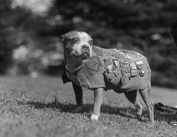 Encontre-se com Stubby, um veterano da espécie canina de 9 anos. Passou pela Primeira Guerra Mundial como mascote da 102ª Infantaria, 26ª Divisão. Stubby visitou a Casa Branca para visitar o presidente Coolidge. Novembro de 1924. (Domínio público)
