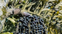 Estudo revela alta capacidade antioxidante no mel de açaí da Amazônia