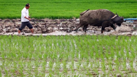 Agricultores chineses são os mais atingidos pelo novo esquema de aposentadoria, dizem especialistas