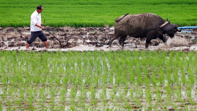 Um agricultor trabalha entre mudas de arroz em um campo na vila de Xiahe, nos arredores de Nanjing, na província de Jiangsu, China, em 12 de junho de 2007. Fotos da China/Imagens Getty
