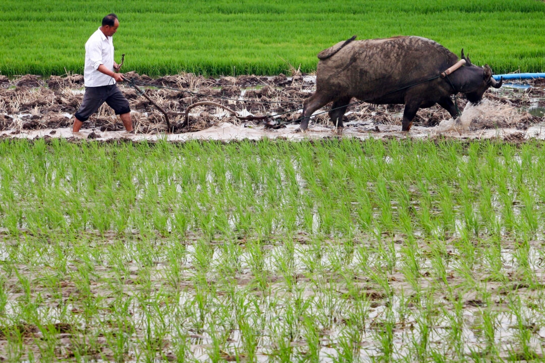 Agricultores chineses são os mais atingidos pelo novo esquema de aposentadoria, dizem especialistas