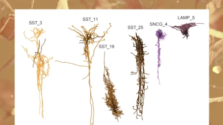 “Fase silenciosa” do Alzheimer começa décadas antes dos sintomas, sugere estudo do NIH