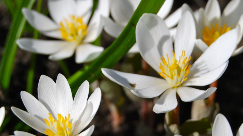 Sanguinaria canadensis (Foto: UpstateNYer)