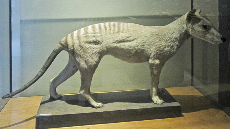 Thylacinus cynocephalus no Museo Nacional de Ciencias Naturales de Madrid, Madri, Espanha (Foto: Xauxa Håkan Svensson)