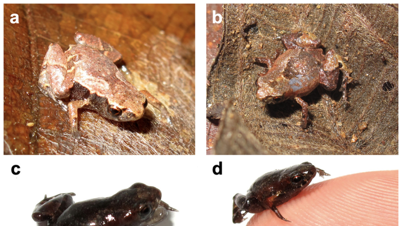 Indivíduos paratípicos de Brachycephalus dacnis encontrados na reserva particular Projeto Dacnis, município de Ubatuba, estado de São Paulo, Brasil. (A) ZUEC-AMP 25272; (B) ZUEC-AMP 25274; (C e D) ZUEC-AMP 25275 exibindo comportamento de boca aberta e o mesmo indivíduo em cima do dedo de um herpetólogo (Luís Felipe Toledo at all 2024 doi.org/10.7717/peerj.18265)