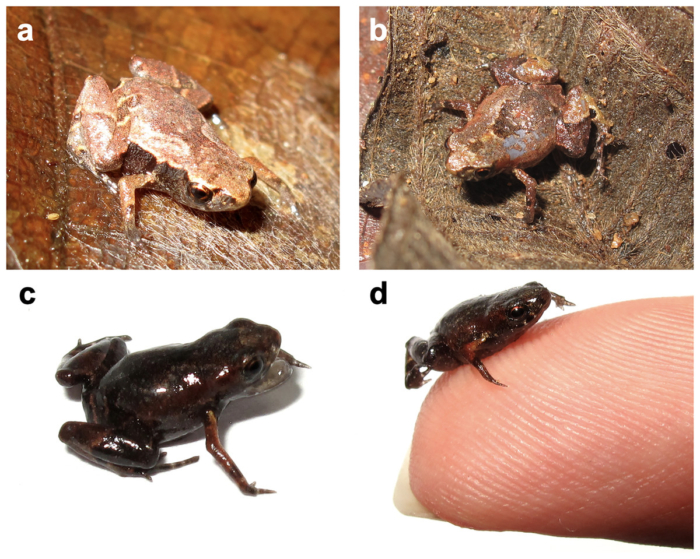 Nova espécie de sapo-pulga descoberta na Mata Atlântica é o segundo menor vertebrado do mundo