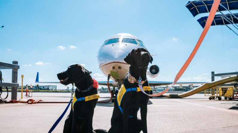 O objetivo das novas diretrizes é garantir mais segurança e conforto aos animais durante as viagens (Foto: Jeswin  Thomas)