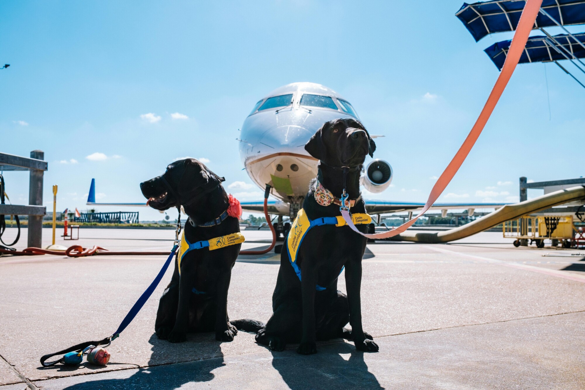 Governo anuncia o Pata — com novas regras para transporte aéreo de animais domésticos; confira as mudanças