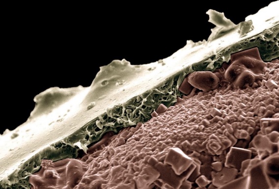 Cientistas desenvolvem tecnologia com isopor para liberação controlada de fertilizantes