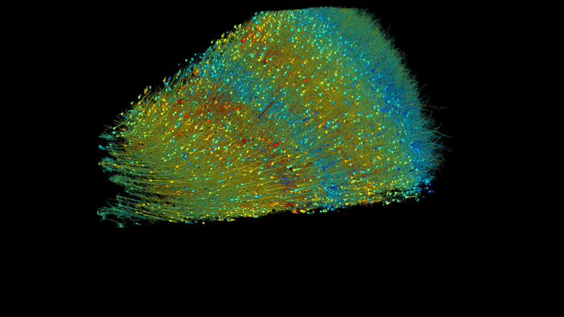 Os neurônios do lobo temporal anterior, codificados por cores por tamanho e tipo, revelam as seis camadas distintas do córtex.
