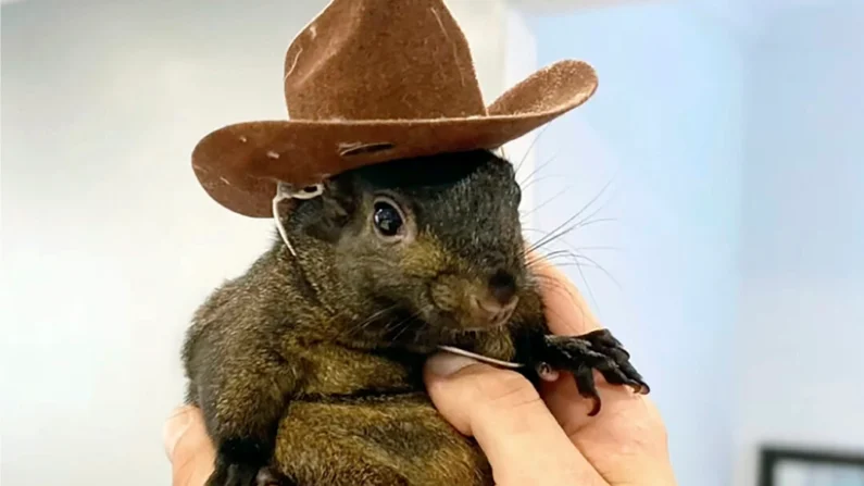 Esta imagem sem data fornecida por Mark Longo mostra seu esquilo de estimação Peanut que foi apreendido por policiais do Departamento de Conservação Ambiental do estado na casa de Longo na zona rural de Pine City, Nova Iorque, em 30 de outubro de 2024 (Cortesia de Mark Longo via AP)
