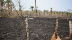 Bolivianos dizem que grupos privados estão causando recorde de incêndios na Amazônia