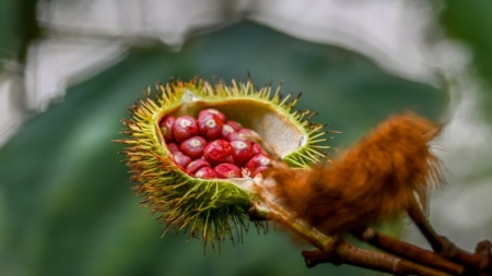 Semente de urucum é transformada em remédio natural para combate à obesidade e gordura no fígado