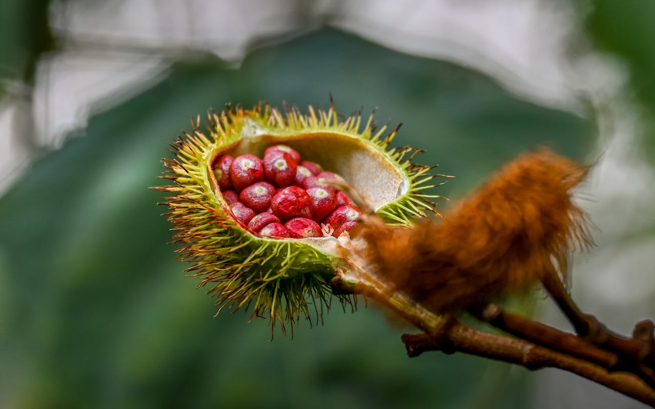 Semente de urucum é transformada em remédio natural para combate à obesidade e gordura no fígado