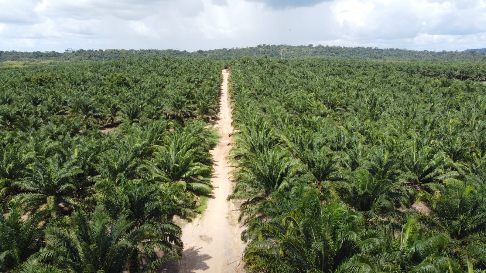 Cultivo de palma e produção de biocombustíveis impulsionam economia na Amazônia