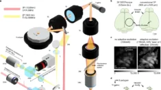 Conheça o “profundoscópio” — novo microscópio que revoluciona a neurociência com imagens inéditas do cérebro