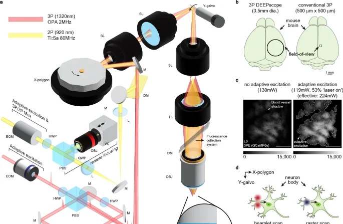 O dispositivo, denominado pela equipe como profundoscópio (Deepscope), combina avançadas técnicas de microscopia multifotônica — que realiza varredura a laser para capturar imagens (Imagem: 10.1186/s43593-024-00076-4)