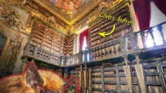 Biblioteca de 300 anos tem morcegos para controlar pragas, caçar insetos que comem papel e livros antigos