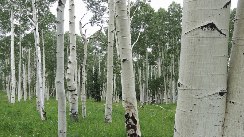  As árvores Aspen estão em uma floresta em 16 de julho de 2014 perto de Brian Head, Utah. O sul de Utah é um destino turístico popular  (Foto de Sean Gallup/Getty Images)