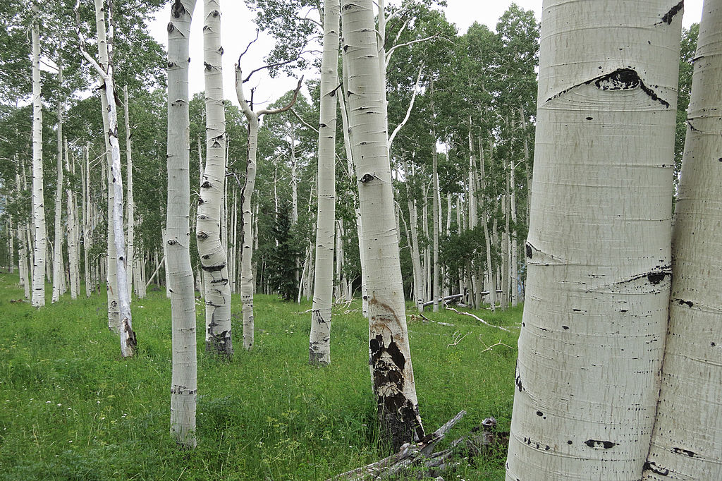 Pando: A luta pela sobrevivência do maior organismo vivo da terra