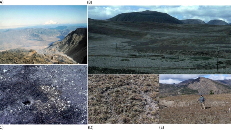 Imagem: Reprodução/DOI: 10.3389/frmbi.2024.1399416