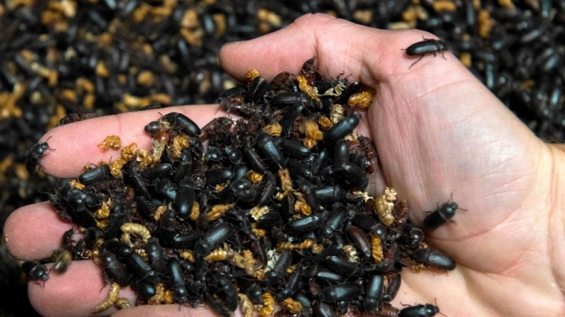 Uma pessoa segura besouros do verme da farinha (Tenebrio molitor) que produzem larvas para ração animal nas instalações da empresa francesa Invers, em Saint-Ignat, no centro da França, em 27 de maio de 2020 (Foto de THIERRY ZOCCOLAN/AFP via Getty Images)