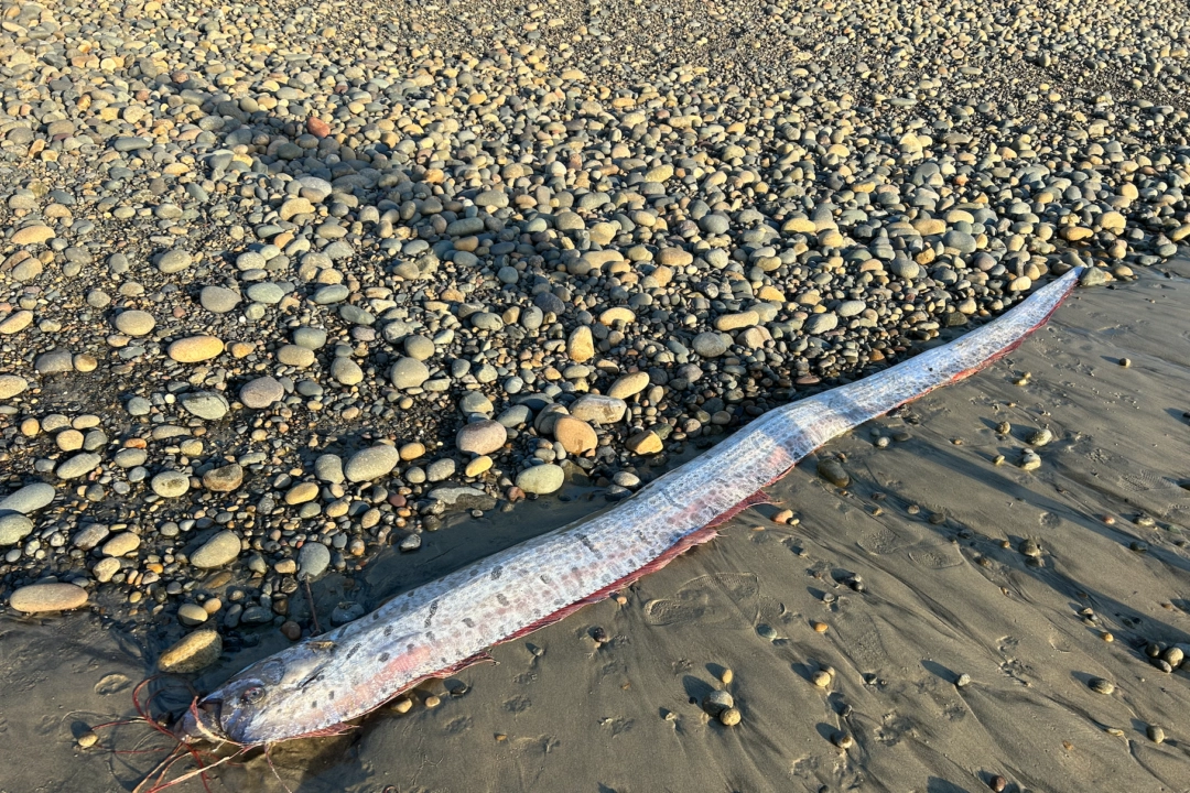 Segundo peixe-remo raro de águas profundas aparece na praia da Califórnia