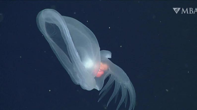 Esta fotografia sem data, fornecida pelo Monterey Bay Aquarium and Research Institute, mostra um molusco misterioso (Bathydevius caudactylus), observado pelo veículo operado remotamente (ROV) Doc Ricketts do MBARI na costa da Califórnia Central, a uma profundidade de aproximadamente 1.660 metros (MBARI via AP)