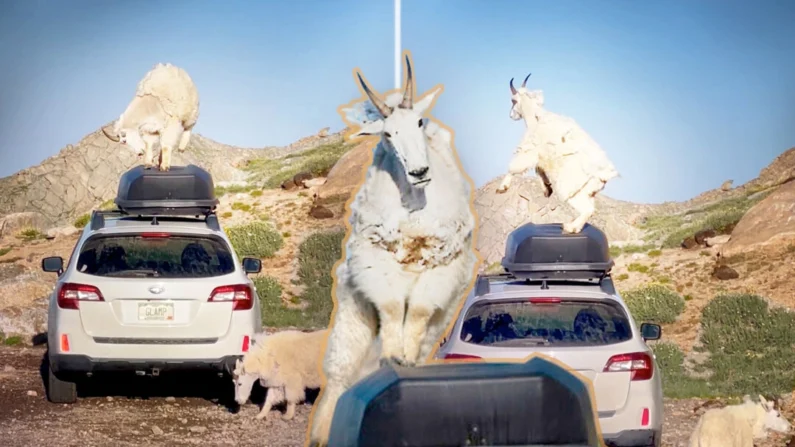 Cabras da montanha dançam em um Subaru no Monte Evans, Colorado (Cortesia de Michael Ryno)
